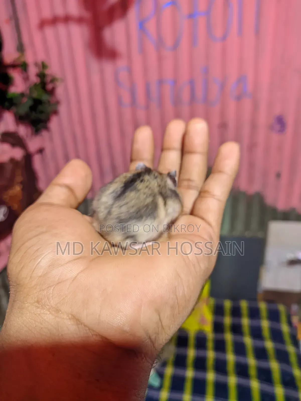 Healthy & Active Dwarf Hamster Pair for Sale