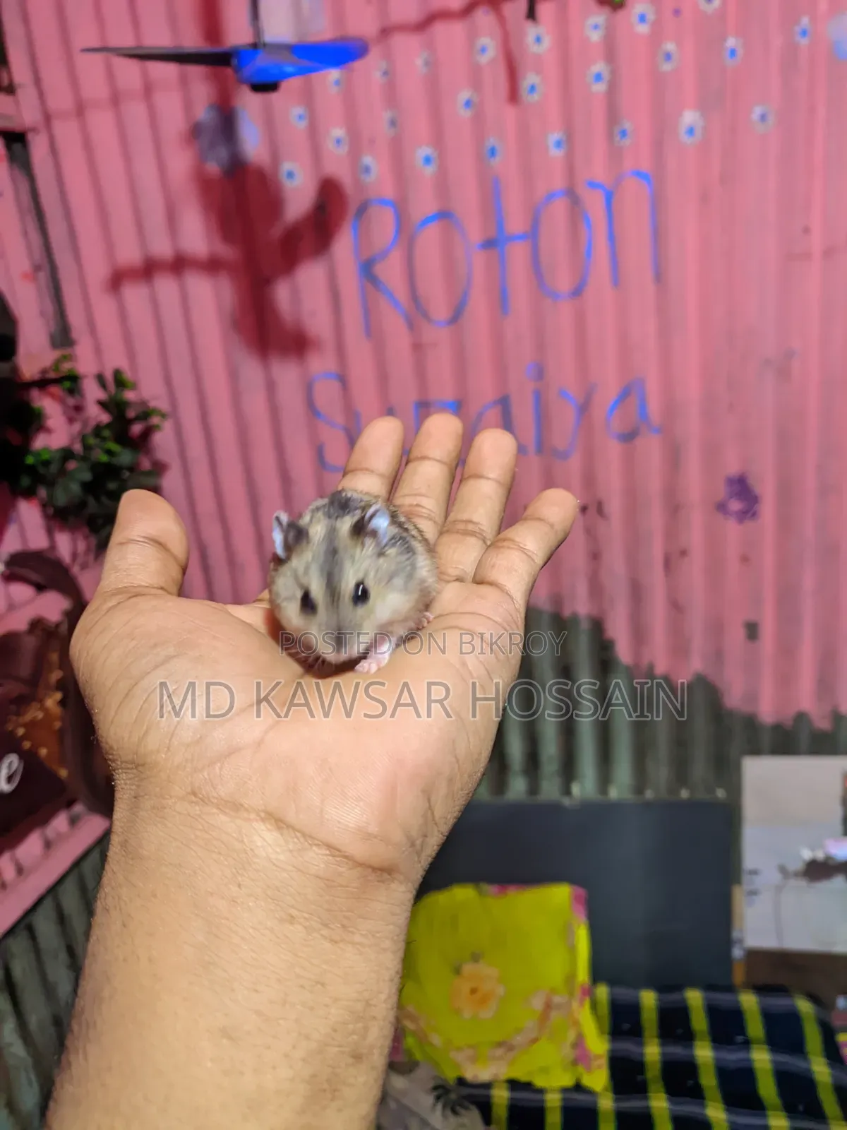 Healthy & Active Dwarf Hamster Pair for Sale