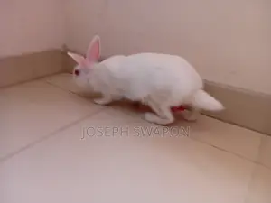 Rabbit Sale