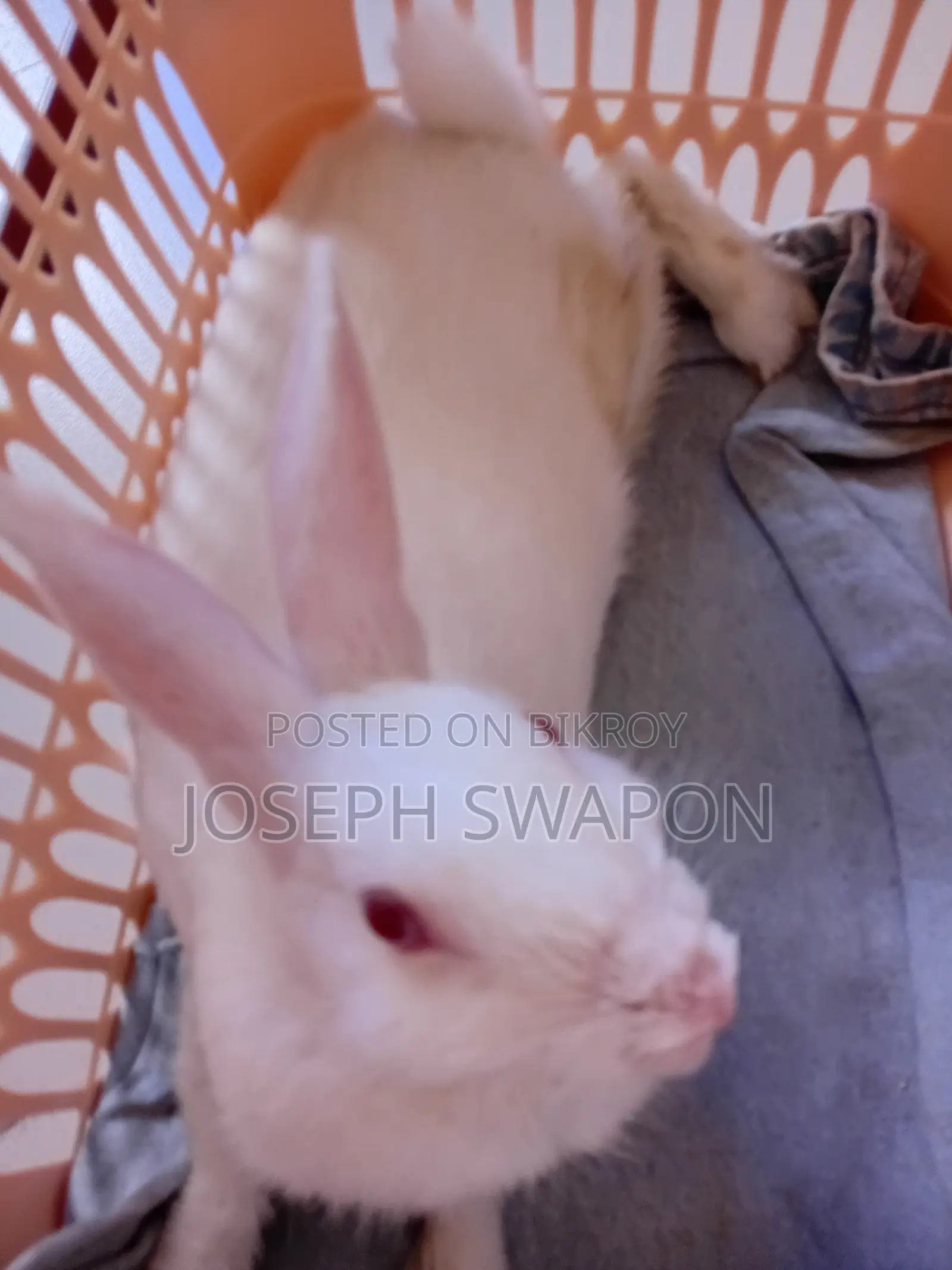 Rabbit Sale