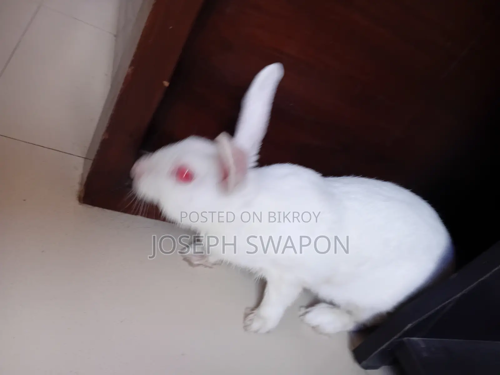 Rabbit Sale