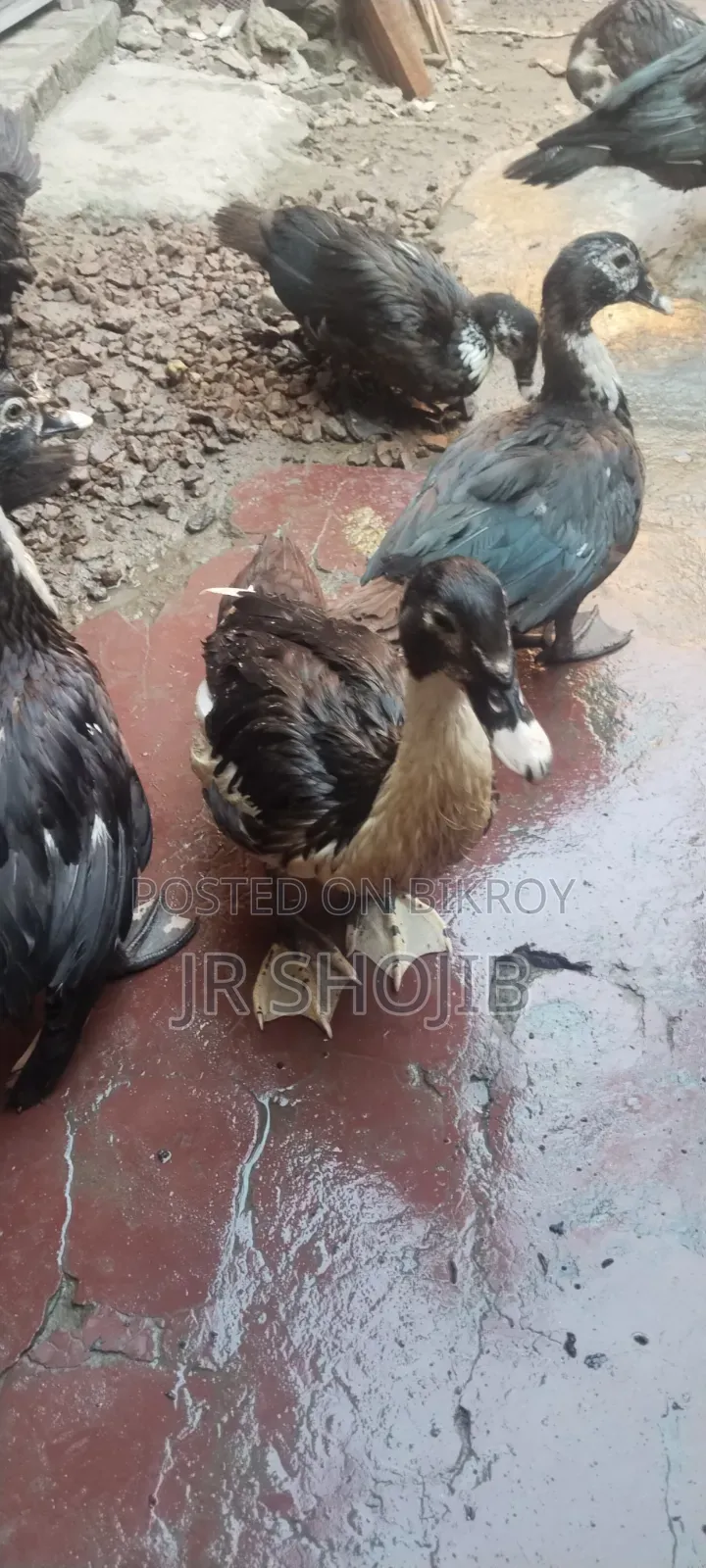 Improved Breed Chinese Duck for Sale – Natore Sadar