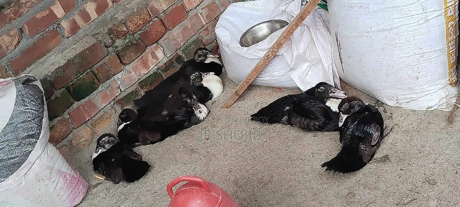 Improved Breed Chinese Duck for Sale – Natore Sadar