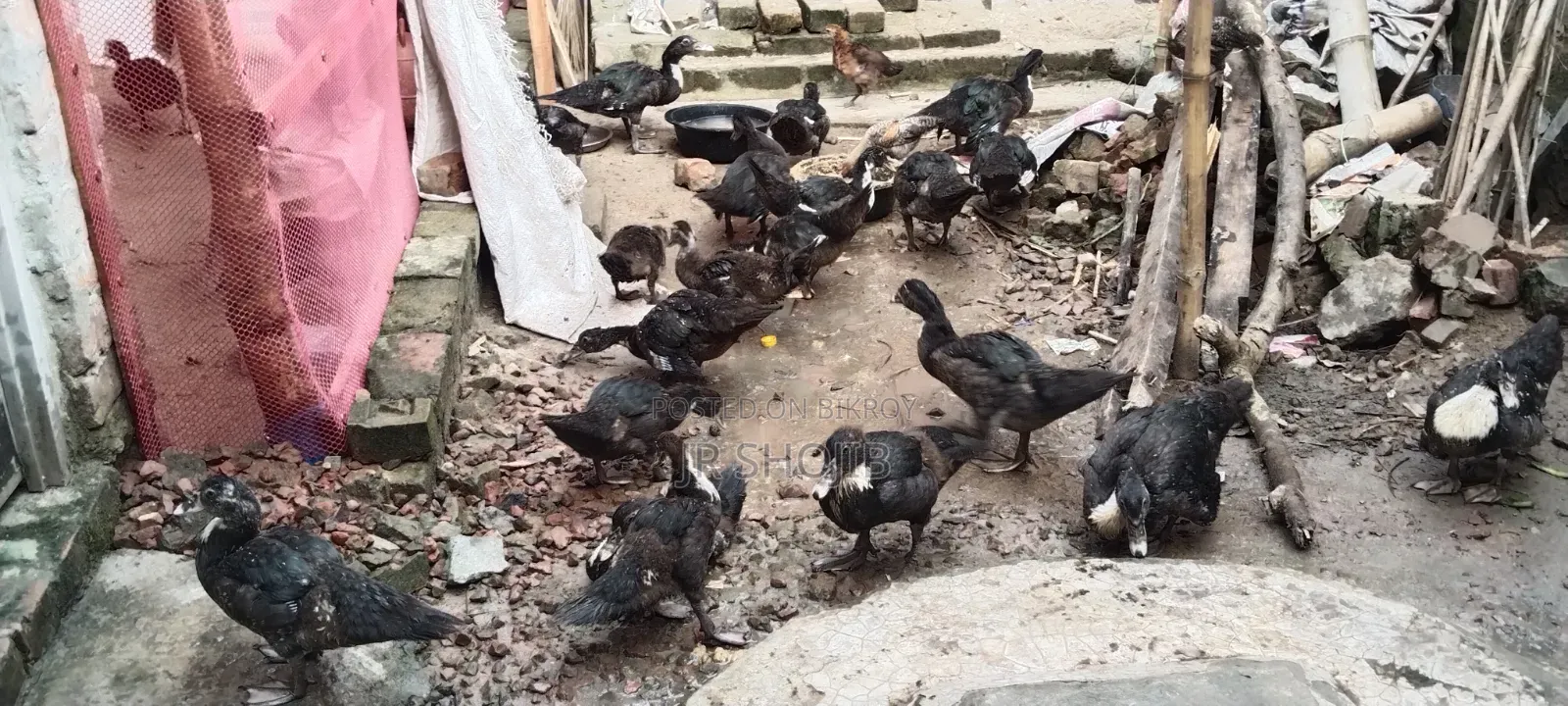 Improved Breed Chinese Duck for Sale – Natore Sadar