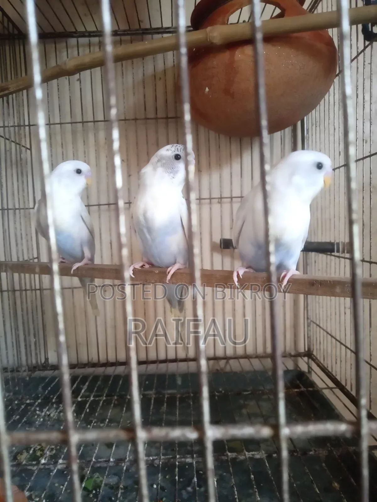 বাজরিগার পাখি