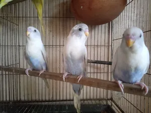 বাজরিগার পাখি