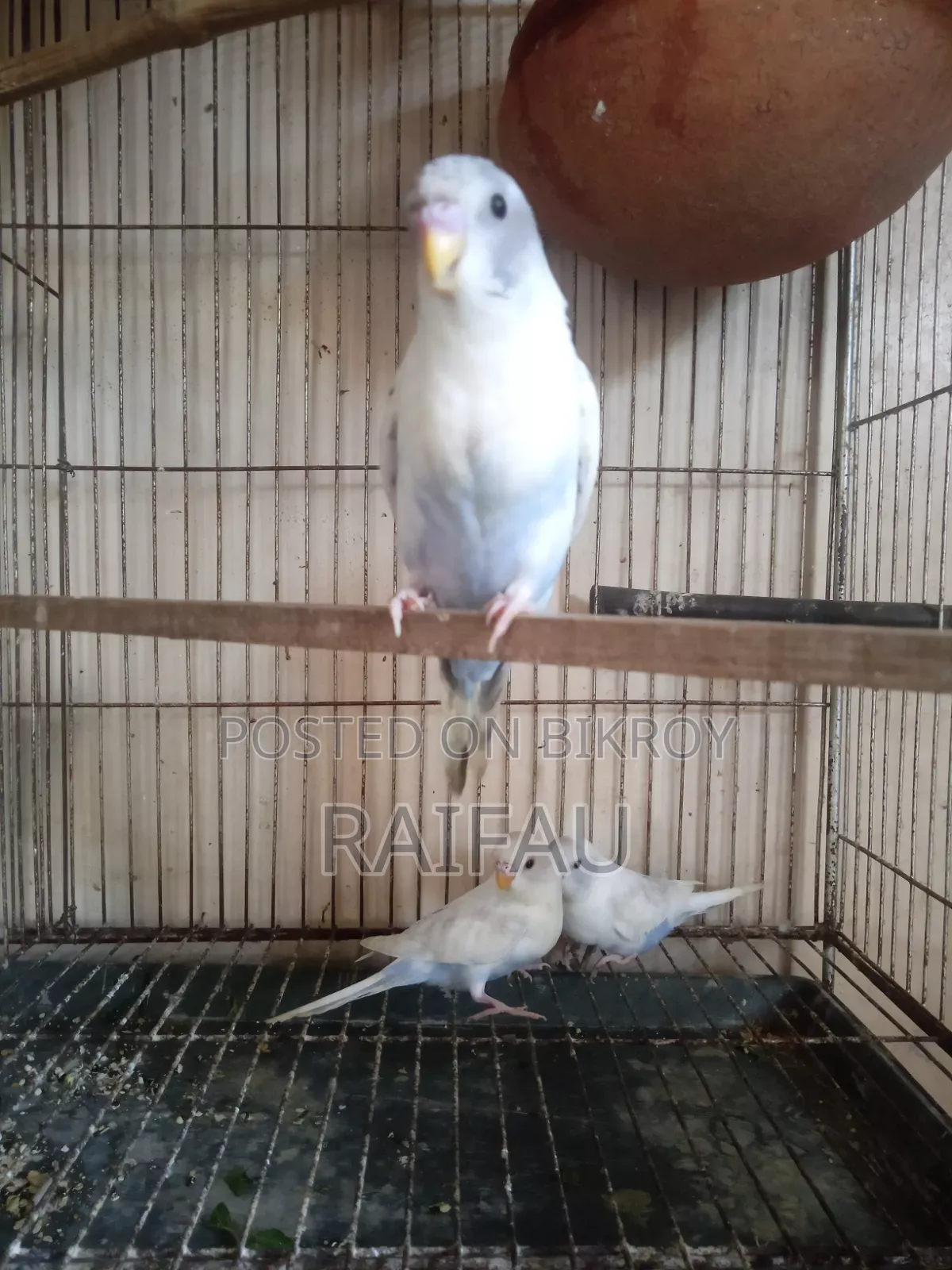 বাজরিগার পাখি
