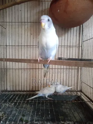 বাজরিগার পাখি