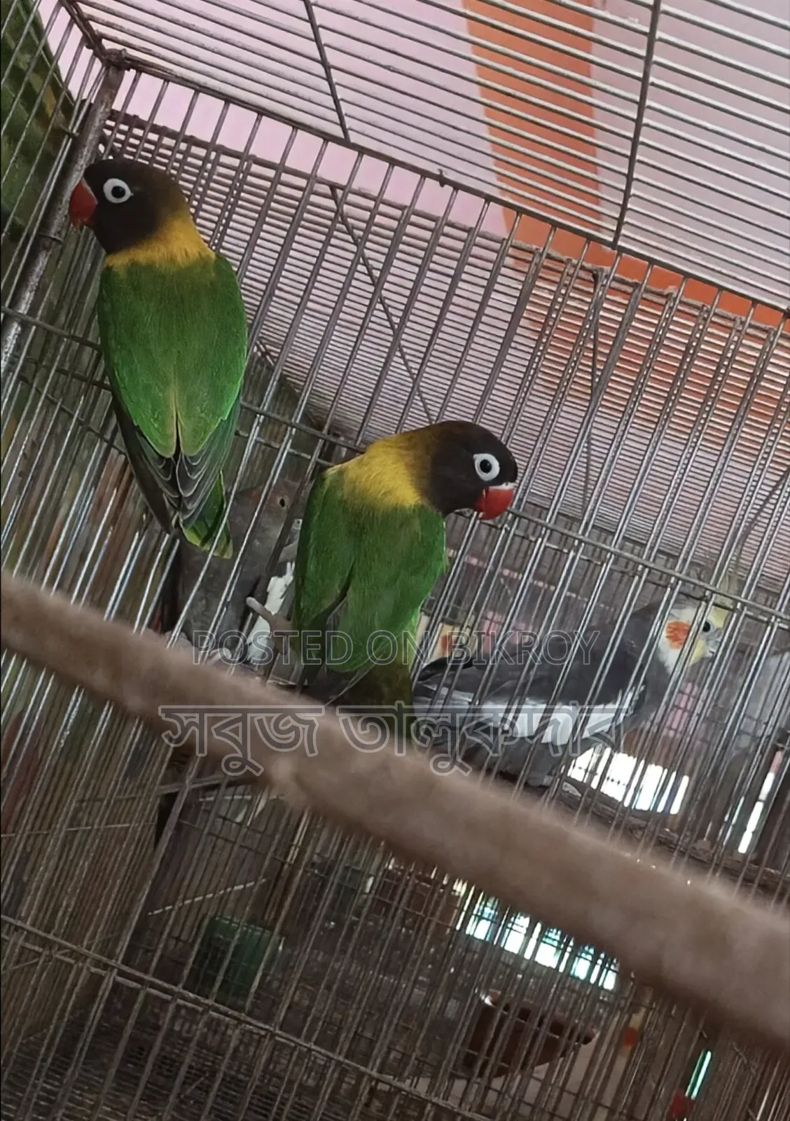 Full Bird Setup For Sale
