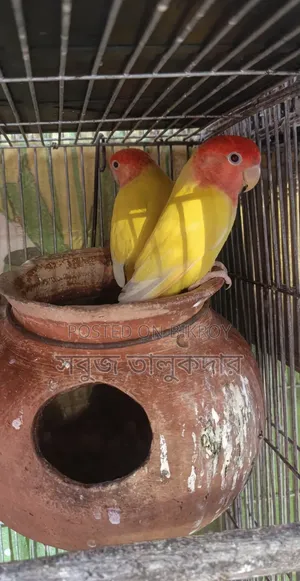 Full Bird Setup For Sale