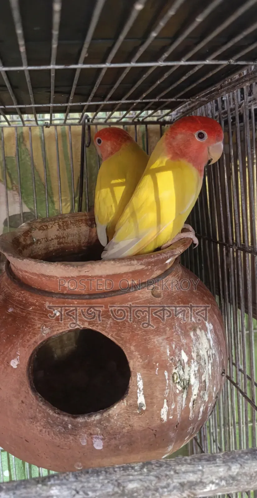 Full Bird Setup For Sale