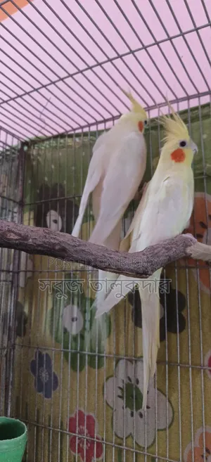 Full Bird Setup For Sale