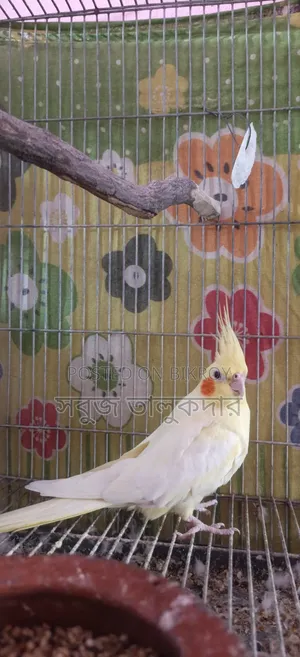 Full Bird Setup For Sale