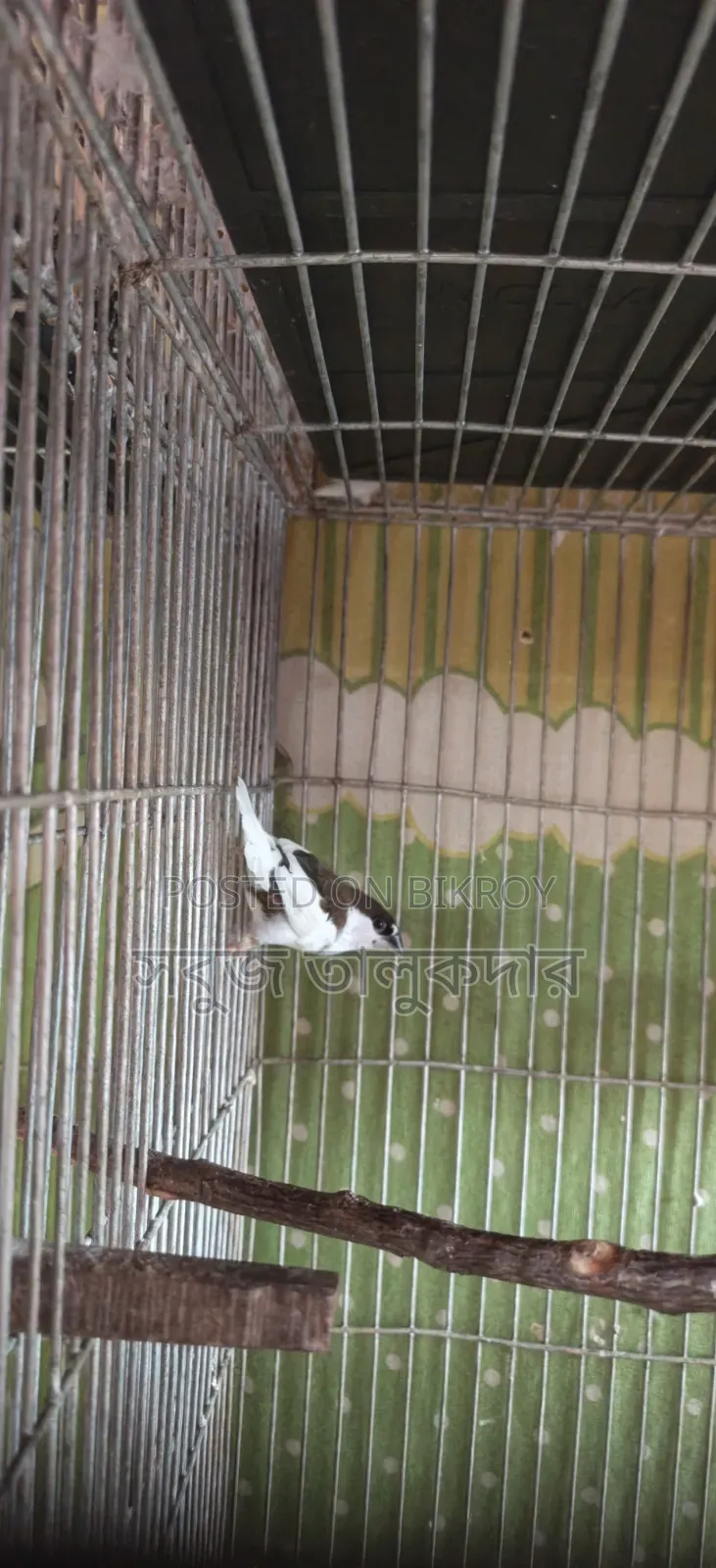Full Bird Setup For Sale