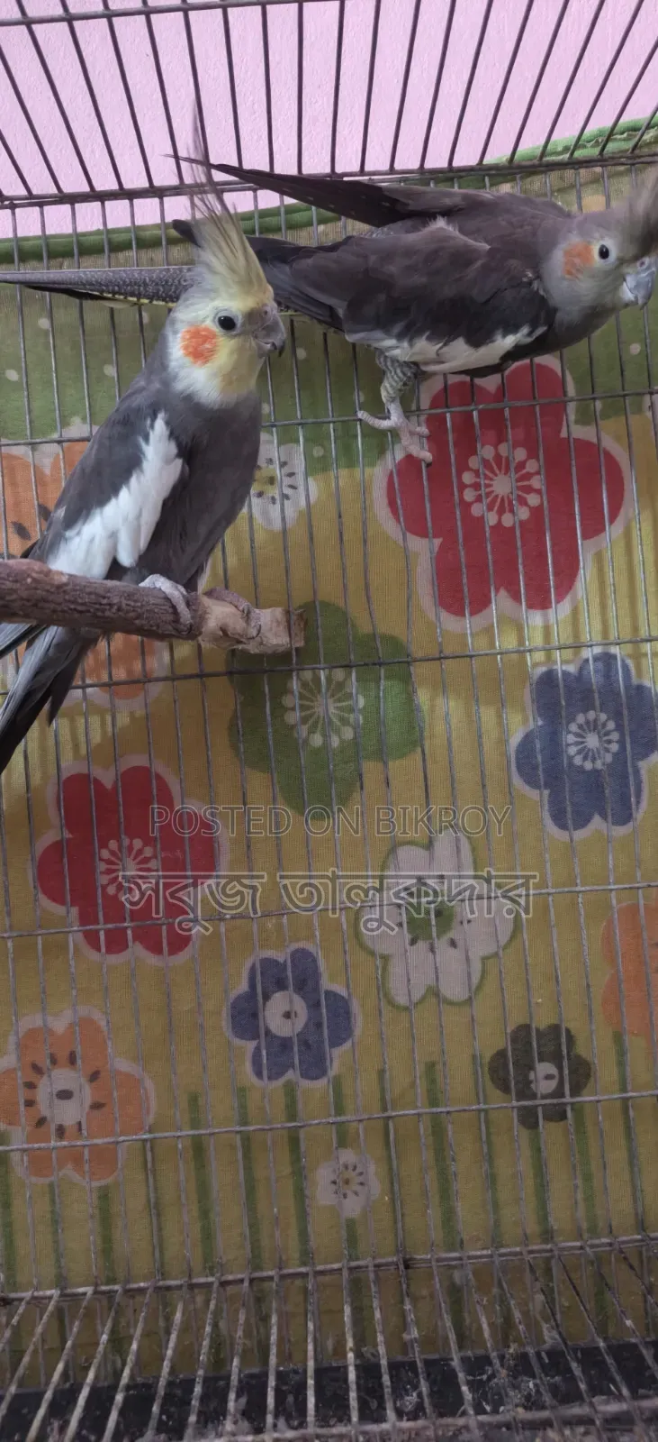 Full Bird Setup For Sale