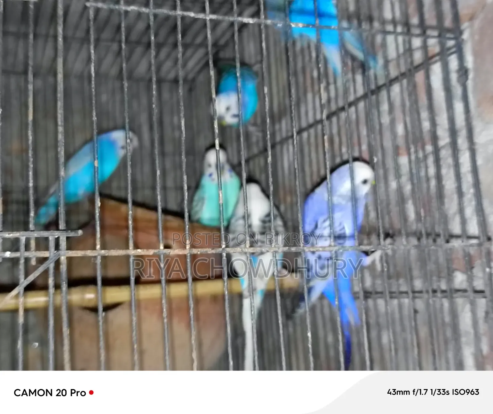 বাজরিগার বিক্রয়ের জন্য