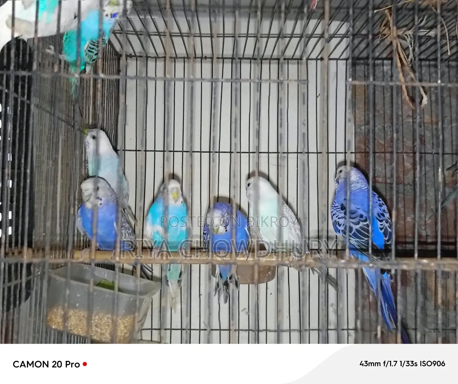 বাজরিগার বিক্রয়ের জন্য