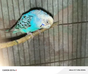 বাজরিগার বিক্রয়ের জন্য