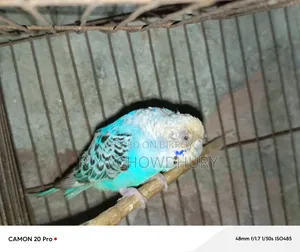 বাজরিগার বিক্রয়ের জন্য