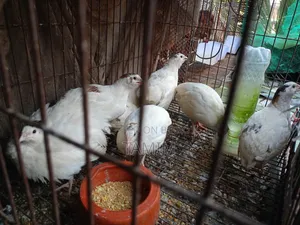European Super Giant Quail