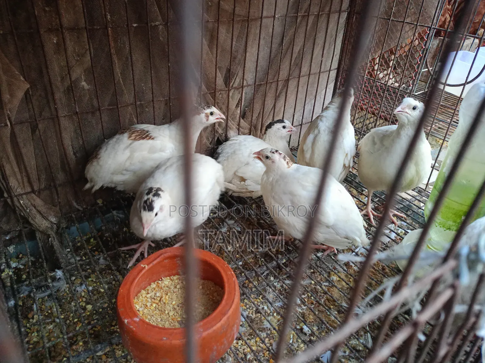 European Super Giant Quail
