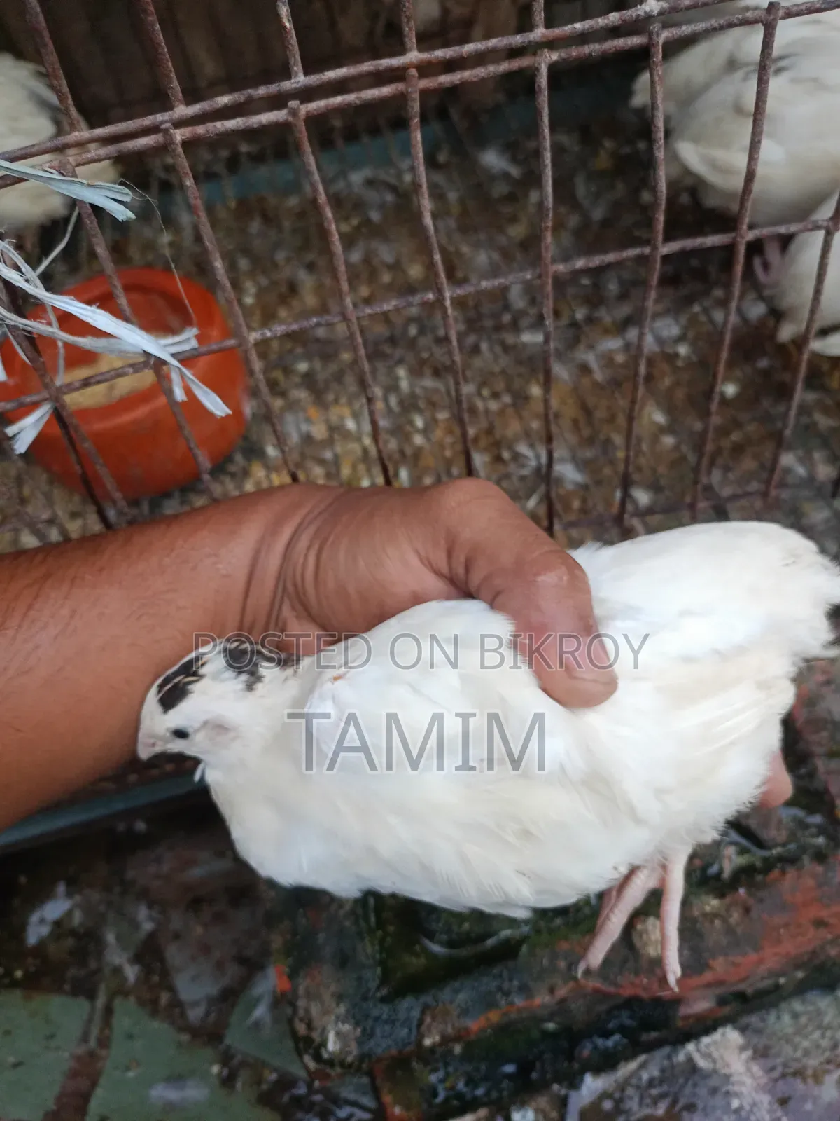 European Super Giant Quail