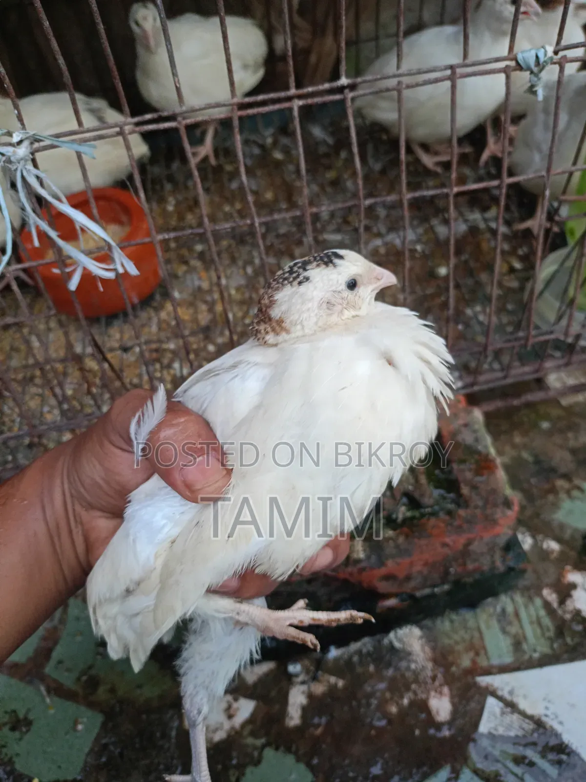 European Super Giant Quail