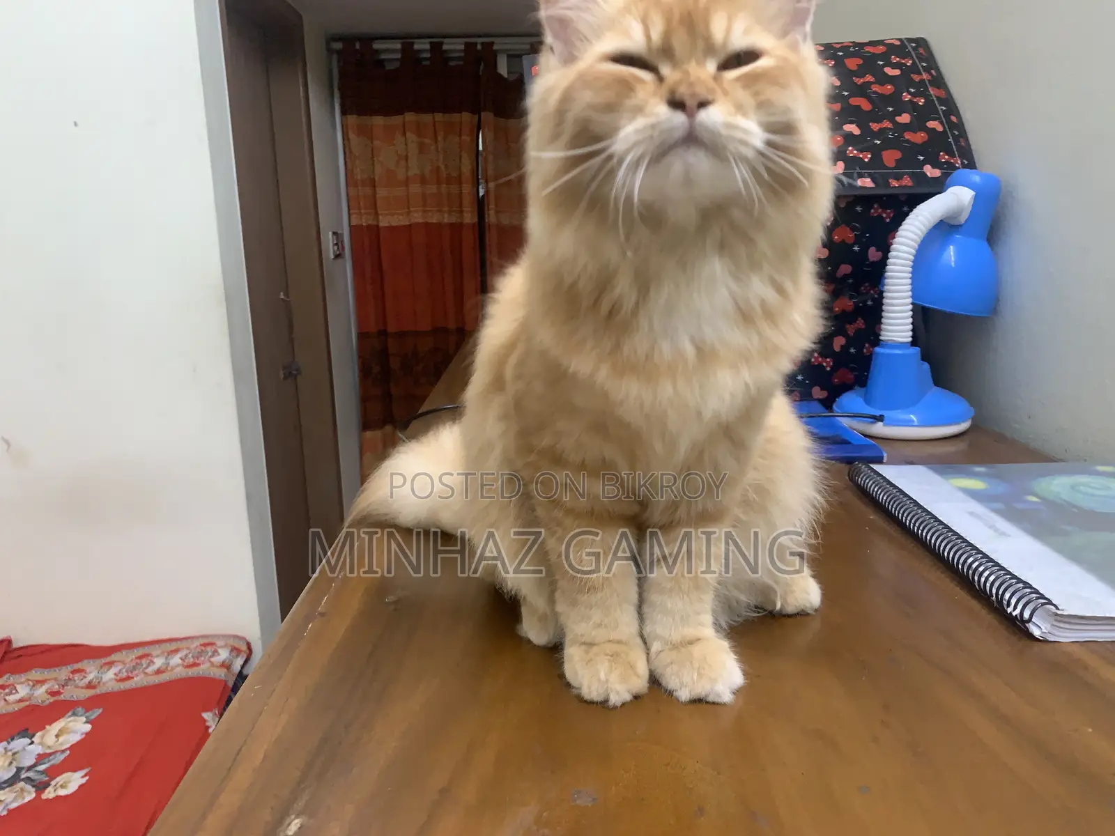 3-6 months Female Purebred Persian