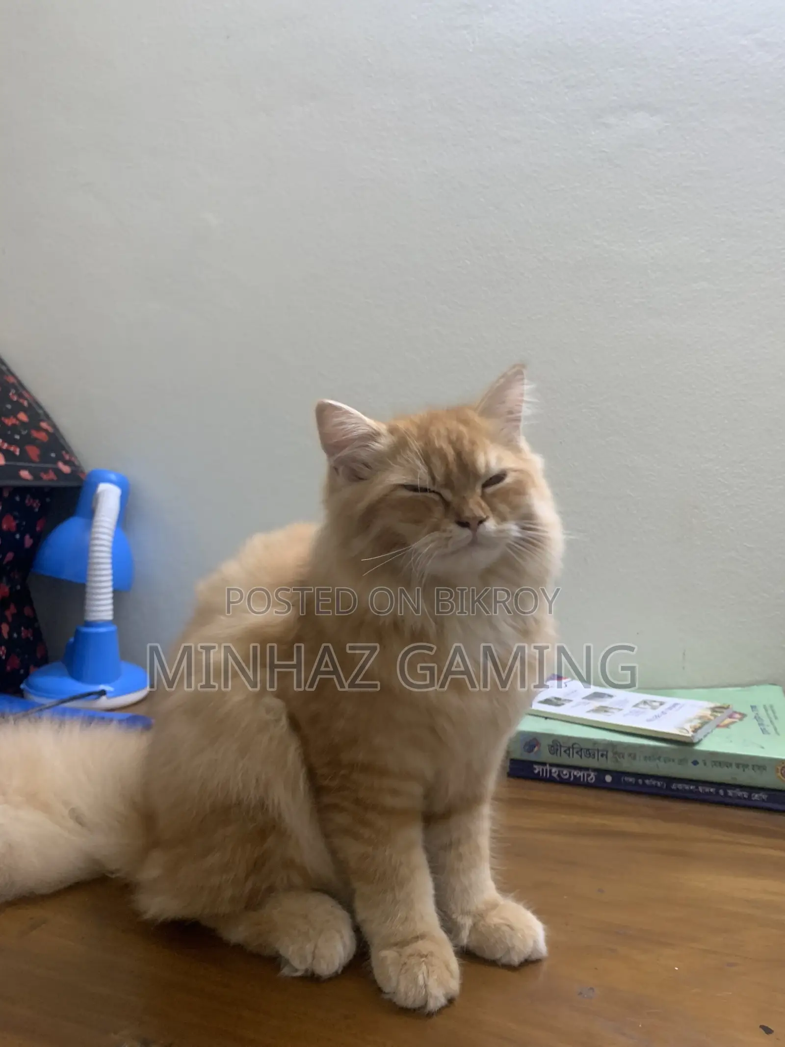 3-6 months Female Purebred Persian