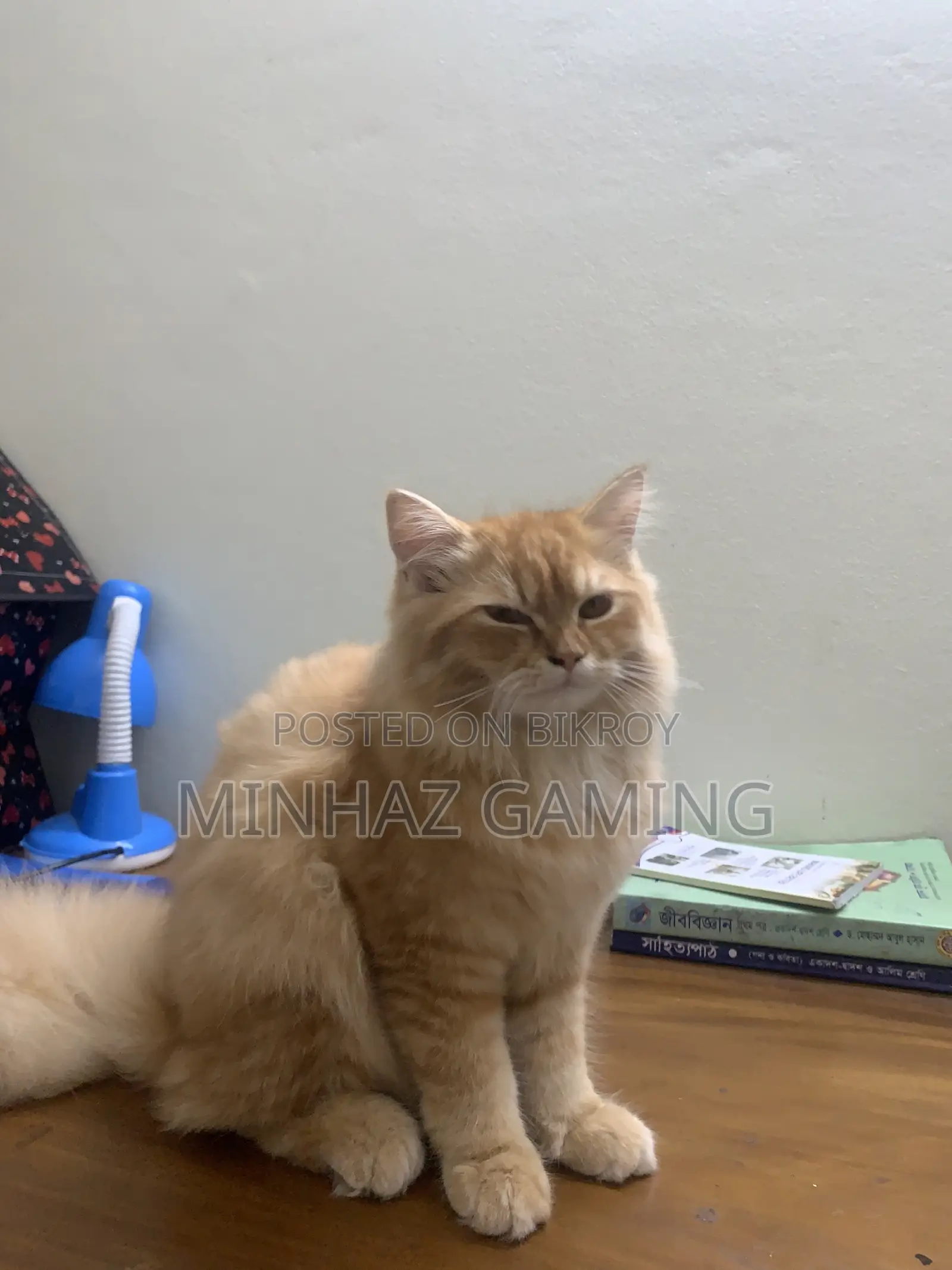 3-6 months Female Purebred Persian