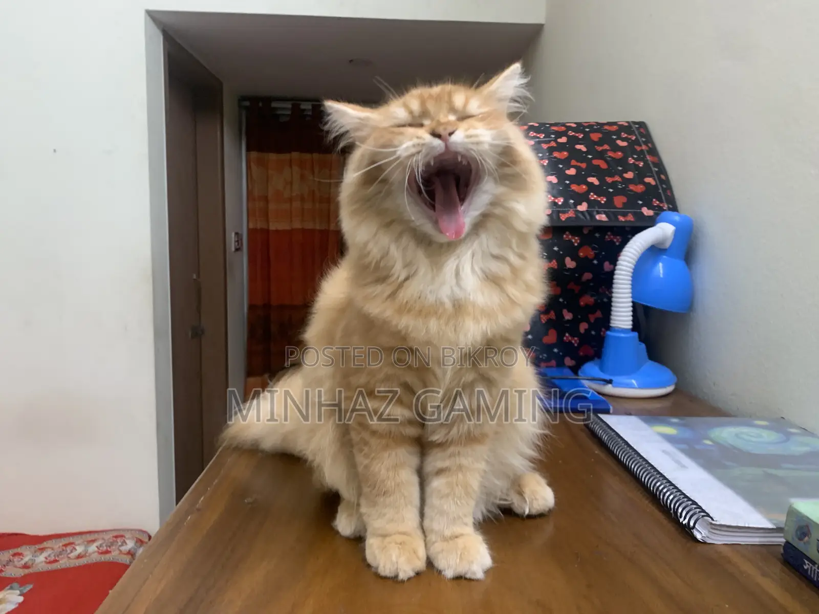 3-6 months Female Purebred Persian