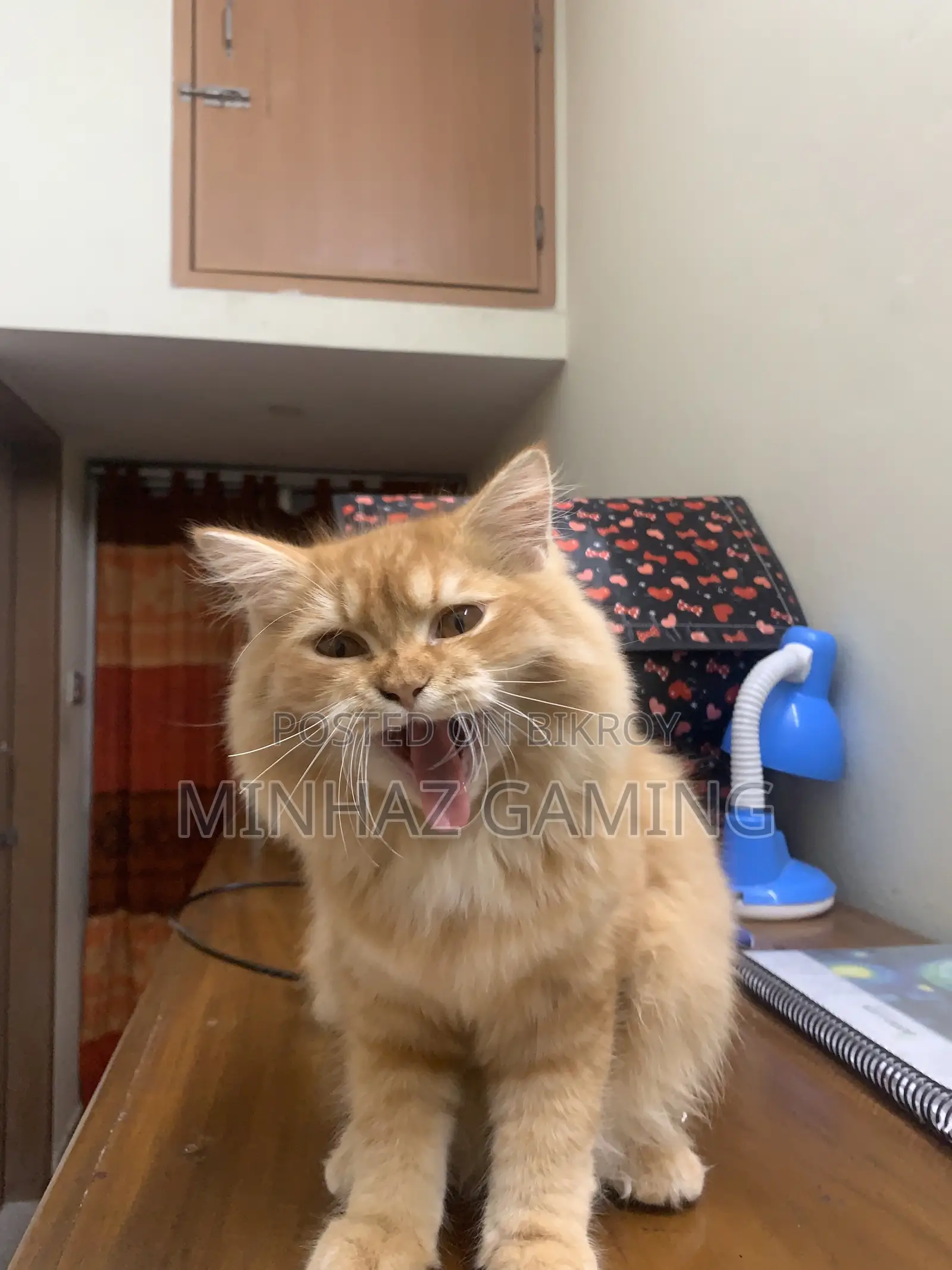 3-6 months Female Purebred Persian