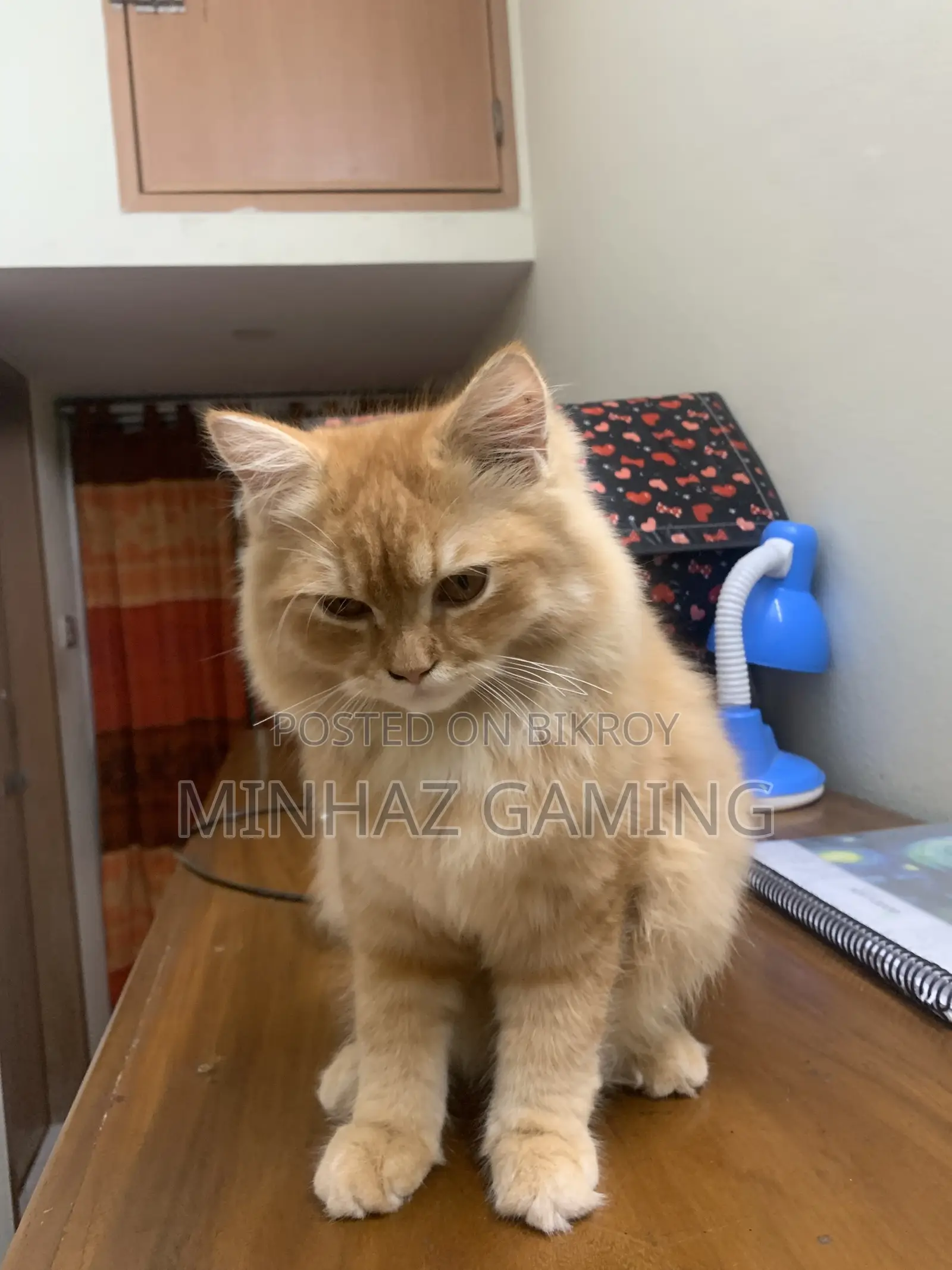 3-6 months Female Purebred Persian