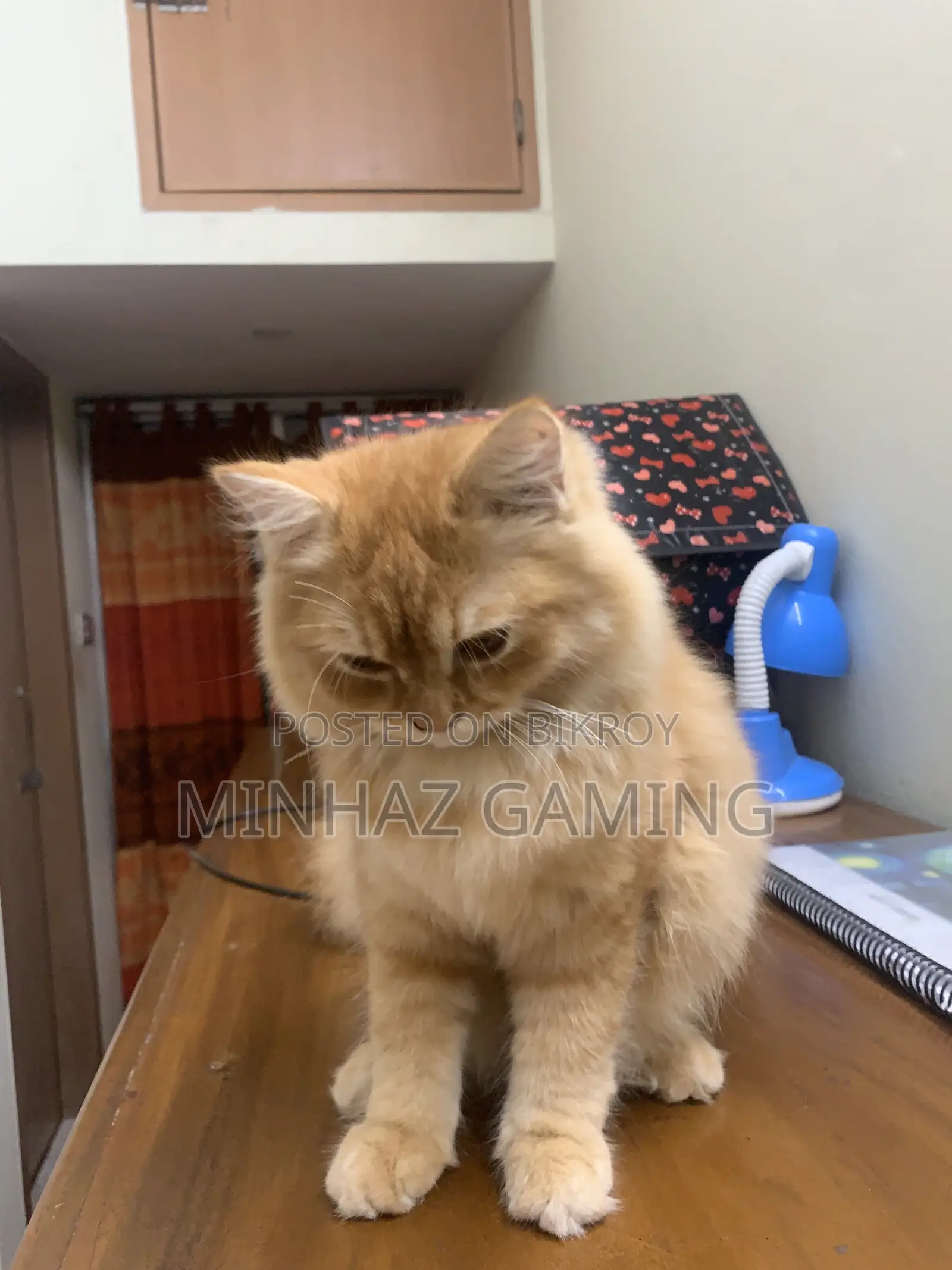 3-6 months Female Purebred Persian