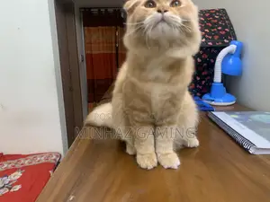3-6 months Female Purebred Persian