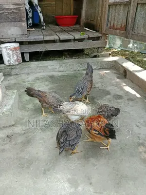 Desi Chicken.