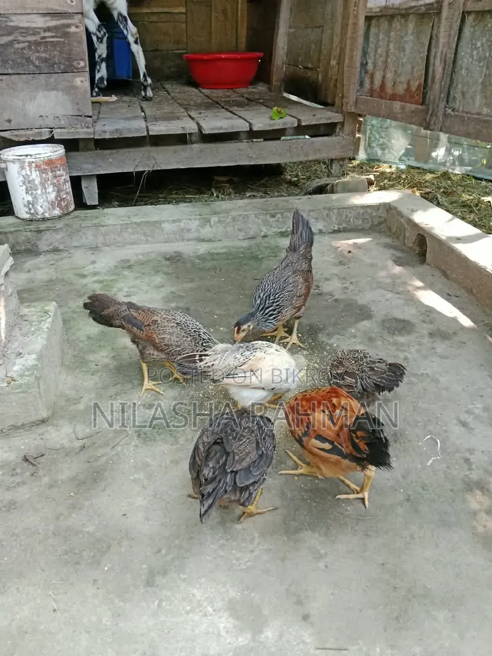 Desi Chicken.