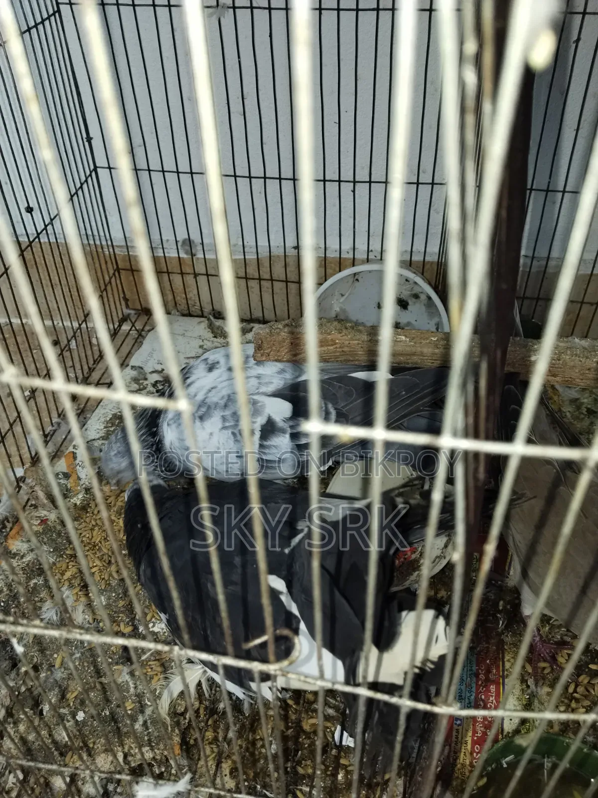 Homing Pigeon