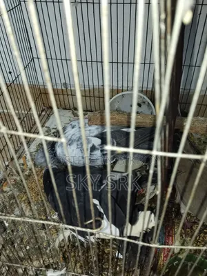 Homing Pigeon