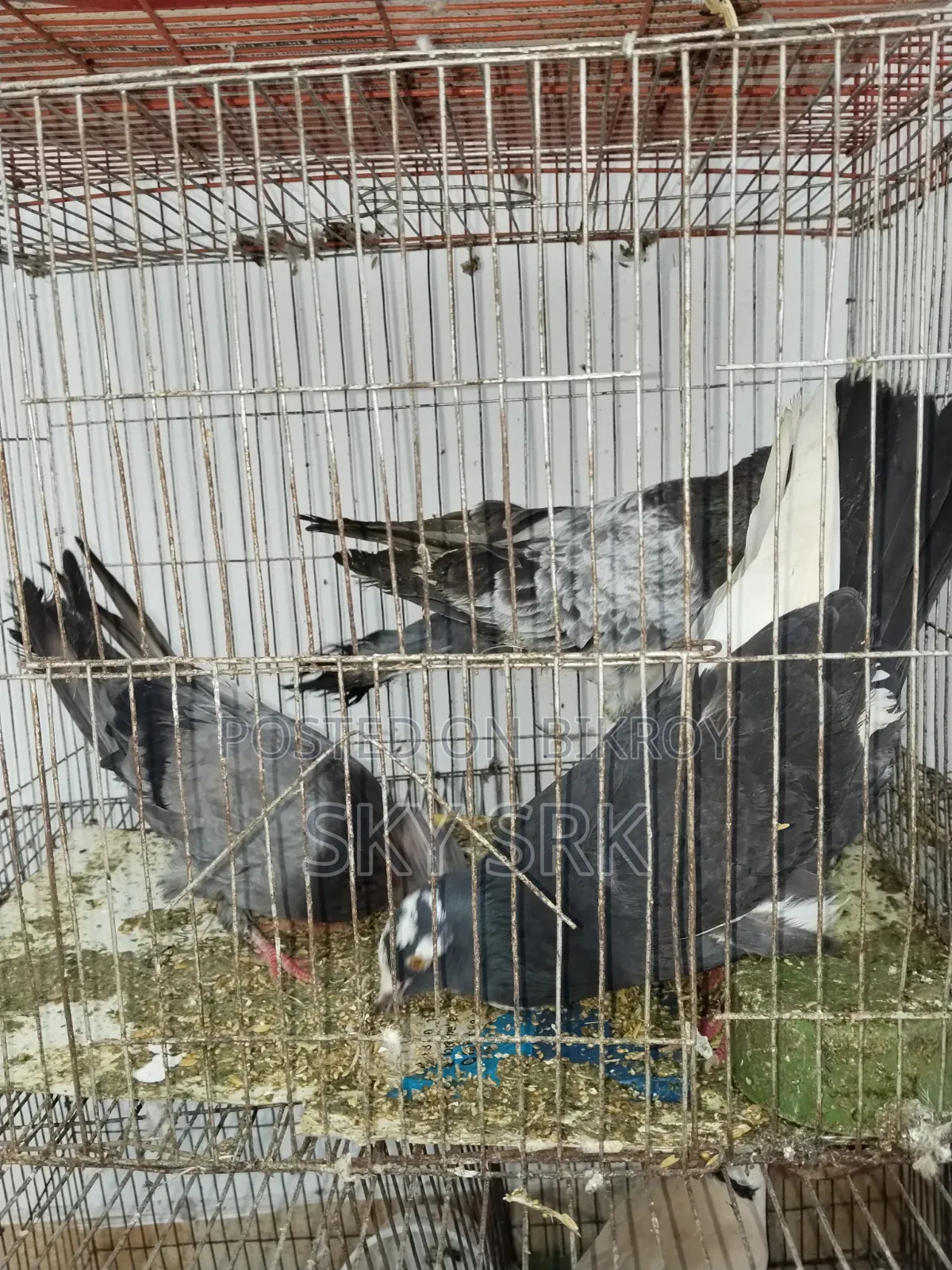 Homing Pigeon