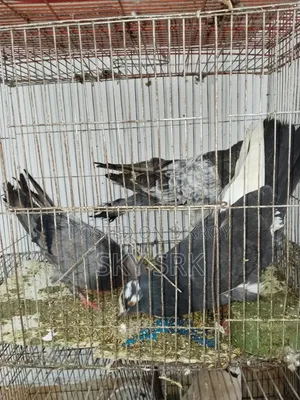 Homing Pigeon