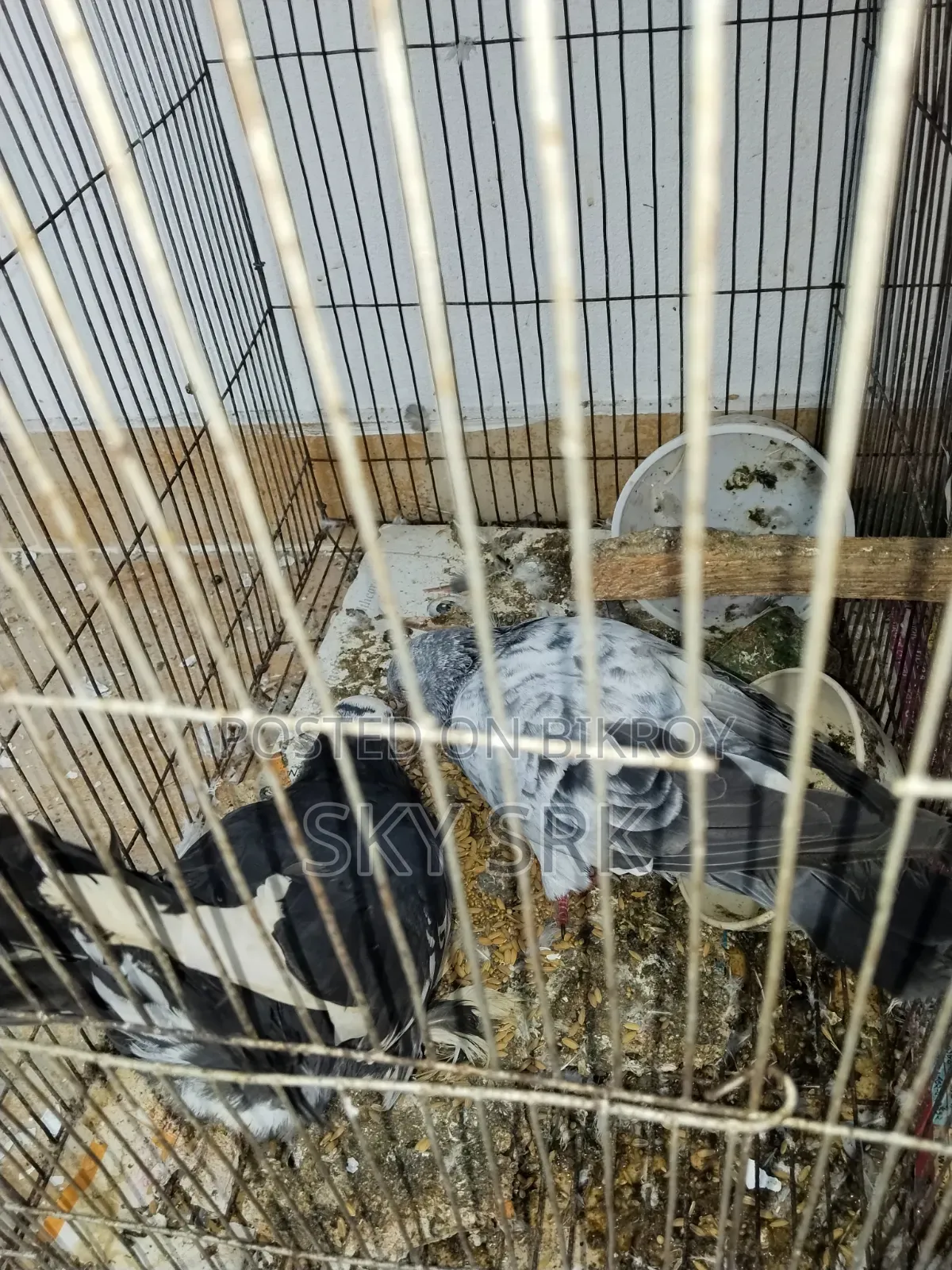 Homing Pigeon