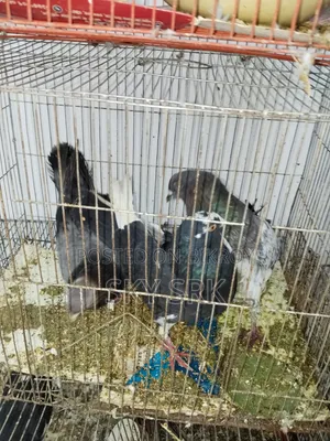 Homing Pigeon