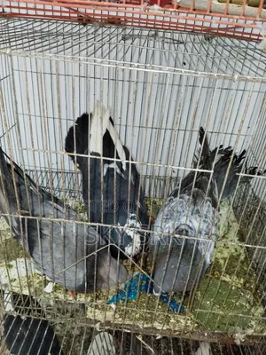 Homing Pigeon
