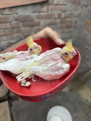 Lutino Cockatiel Baby