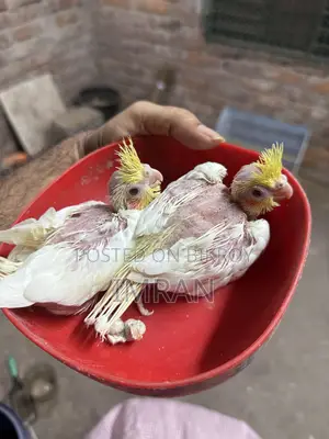 Lutino Cockatiel Baby