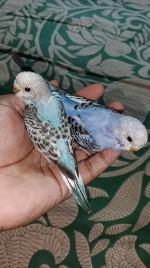 Budgie Tame Size Baby