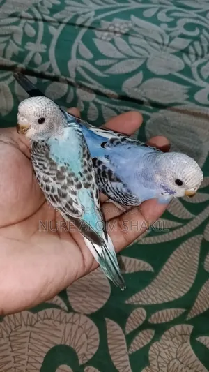 Budgie Tame Size Baby