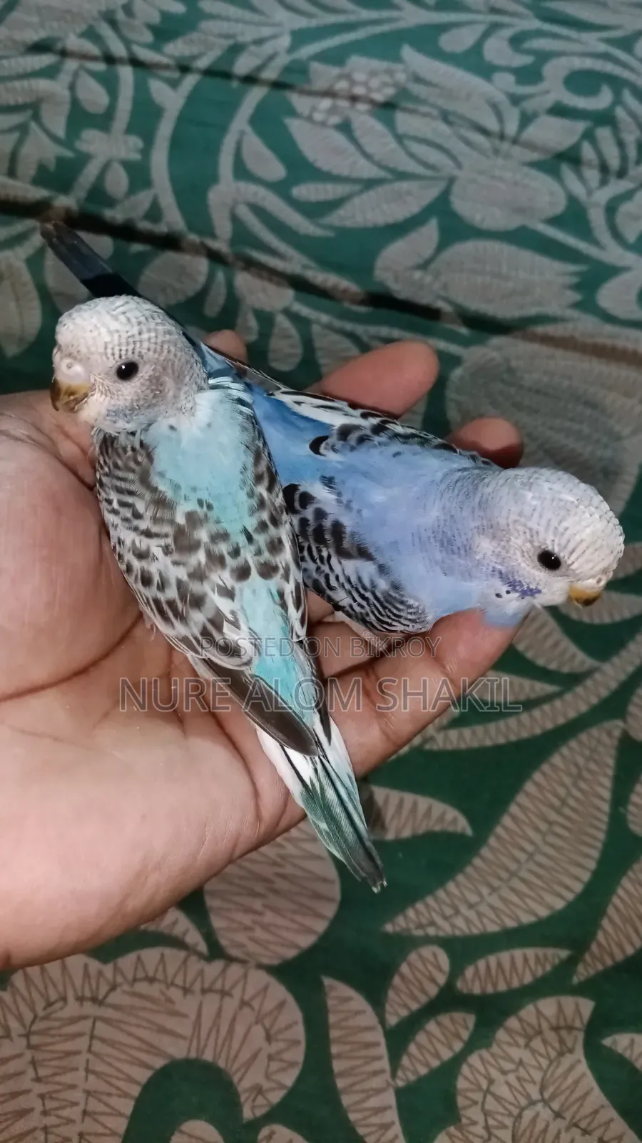 Budgie Tame Size Baby