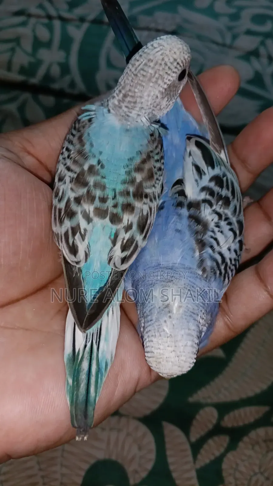 Budgie Tame Size Baby